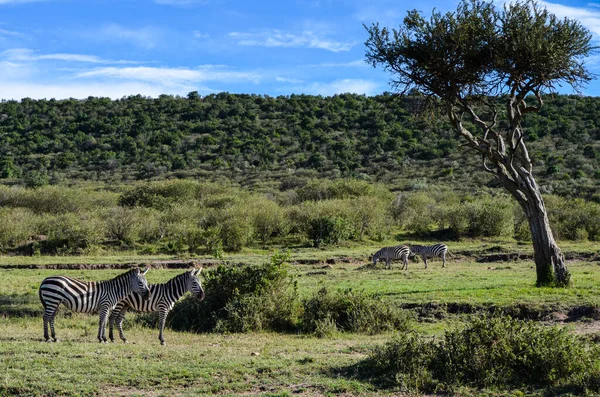Зебра Савані Національному Парку Масаї Мара Кенії Африка — стокове фото