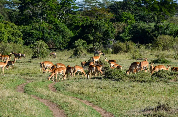 サバンナのImpala Anteloes Masai Mara Kenya Africa — ストック写真