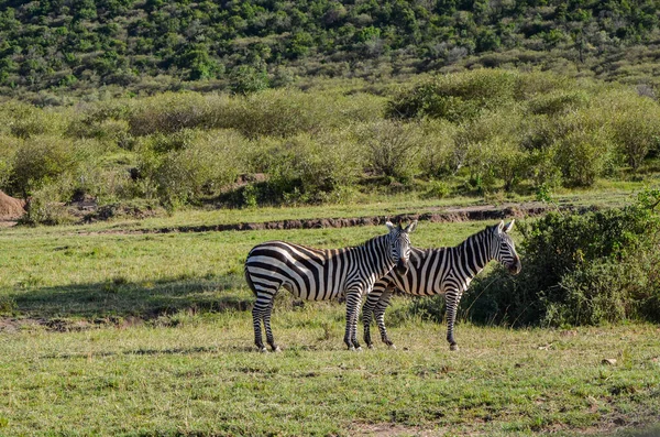 ケニアのマサイ マラ国立公園のサバンナのゼブラ — ストック写真