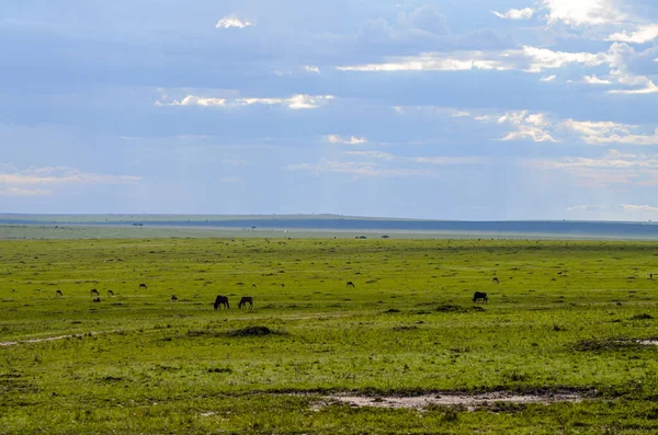 Tsessebe Topi Patrząc Jeść Trawę Sawannie Parku Narodowym Masai Mara — Zdjęcie stockowe