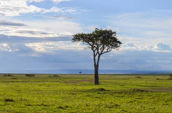 Naturlandskap Kenya Masai Mara National Park Kenya Afrika — Stockfoto