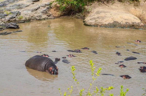 Hipopótamos Nadam Rio Parque Nacional Masai Mara Quênia África — Fotografia de Stock