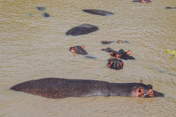 Бегемот Плавает Реке Парк Масаи Мара Кения Африка — стоковое фото