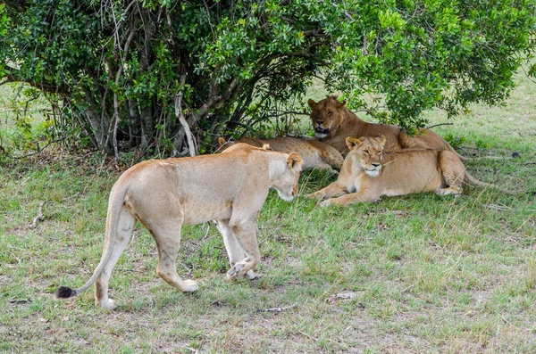 在肯尼亚的Masai Mara国家公园 一个狮子家庭在饭后休息 — 图库照片