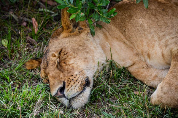 食事の後のライオンの休息 マサイ マラ国立公園 ケニア アフリカ — ストック写真