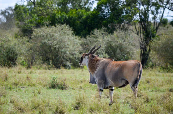 Een Elandantilope Savanne Masai Mara Kenia Afrika — Stockfoto