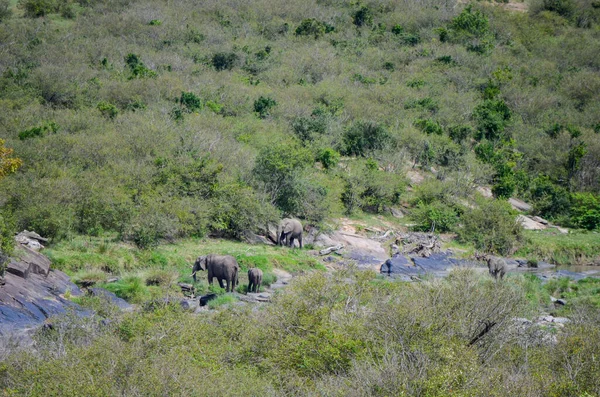 Sloní Rodina Údolí Savaně Národní Park Masai Mara Keňa Afrika — Stock fotografie