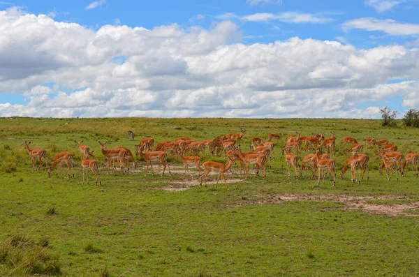 Антилопи Impala Савані Масаї Мара Кенія Африка — стокове фото