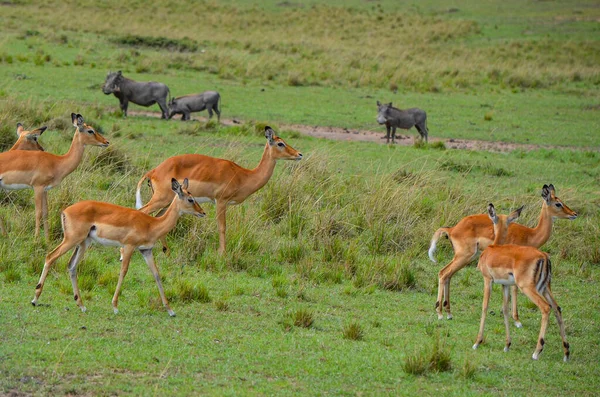 サバンナ マサイ マラ国立公園 ケニア アフリカのワルトゾウとインパラカモシカ — ストック写真