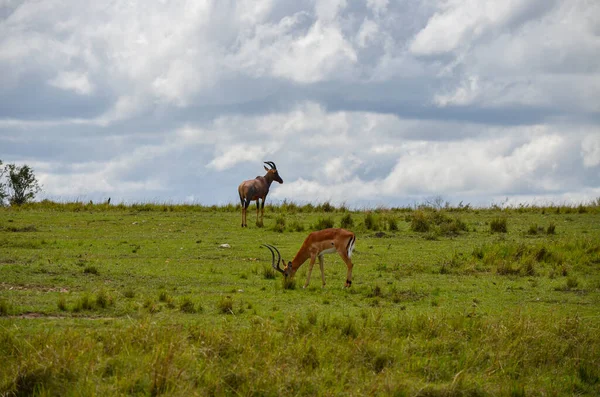 Антилопа Топами Савані Національний Парк Масаї Мара Кенія Африка — стокове фото