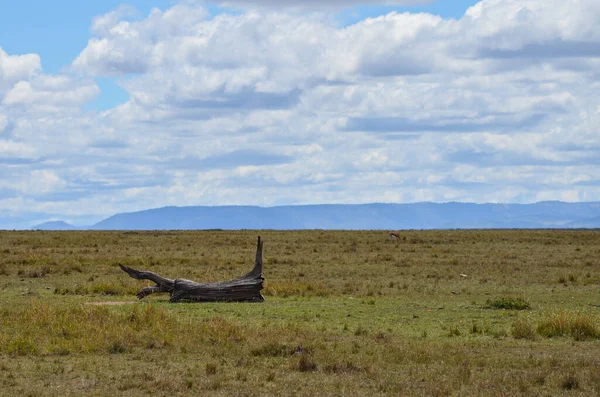 Paisagem Natural Com Membro Árvore Seca Parque Nacional Masai Mara — Fotografia de Stock