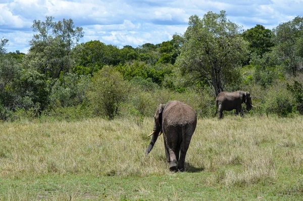 Elefante Pegando Ramo Arbusto Com Seu Tronco — Fotografia de Stock