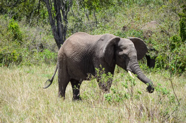 Elefante Pegando Ramo Arbusto Com Seu Tronco — Fotografia de Stock