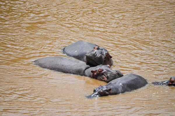 Hipopótamos Nadam Rio Parque Nacional Masai Mara Quênia África — Fotografia de Stock