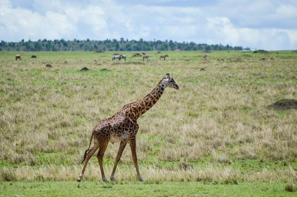 Giraffe Wandelen Savanne Masai Mara Kenya Afrika — Stockfoto