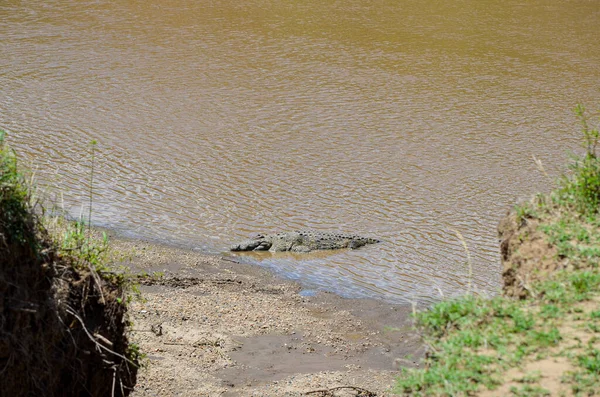 Crocodile River Bank Masai Mara Kenya Africa — Stock Photo, Image