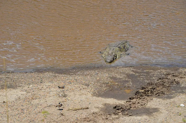 Крокодил Березі Річки Масаї Мара Кенія Африка — стокове фото