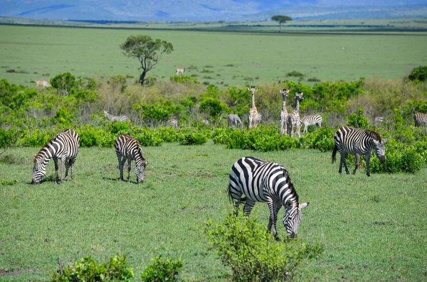 Savanada bir zebra ve zürafa sürüsü, Masai Mara, Kenya, Afrika