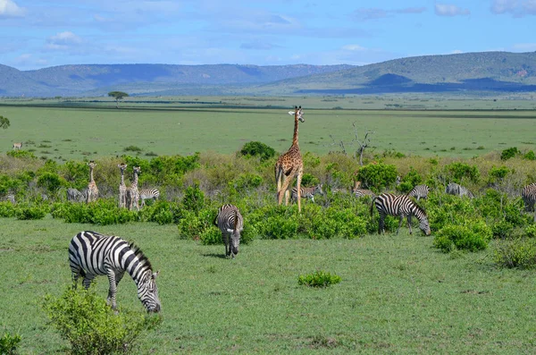 Een Kudde Zebra Giraffen Savanne Masai Mara Kenia Afrika — Stockfoto