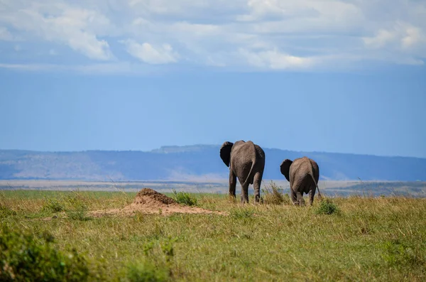 Elefante Ambulante Visto Por Trás Masai Mara Quénia África — Fotografia de Stock