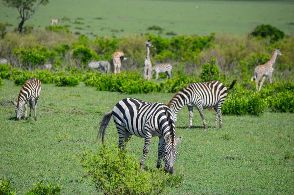 Een Kudde Zebra Giraffen Savanne Masai Mara Kenia Afrika — Stockfoto