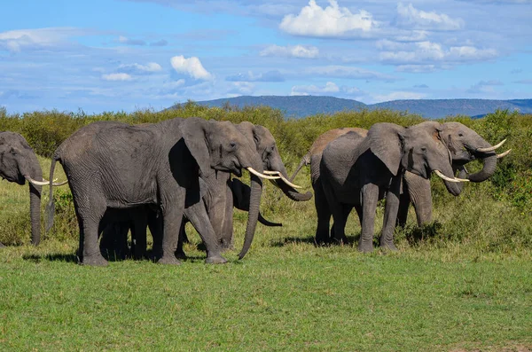 Стадо Слонов Саванне — стоковое фото