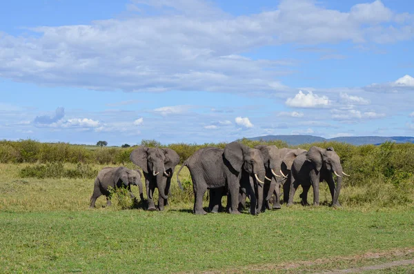 Uma Manada Elefantes Savana — Fotografia de Stock