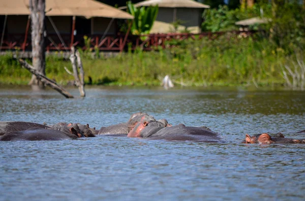 Hroch Plavání Jezeře Naivasha Keňa Afrika — Stock fotografie