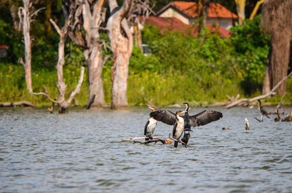 Cormorans Aux Ailes Tendues Assis Sur Une Branche Sèche Près — Photo