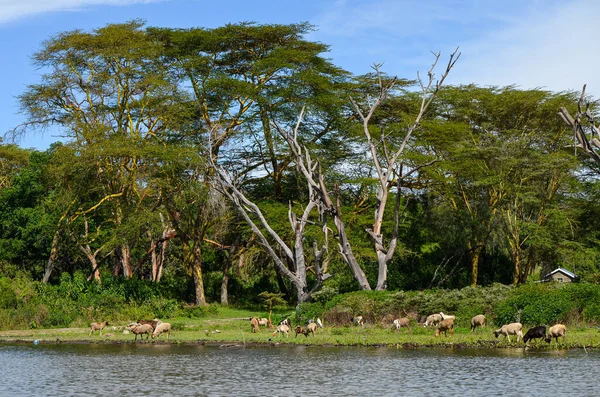 Djur Stranden Naivasha Lake Kenya Afrika — Stockfoto
