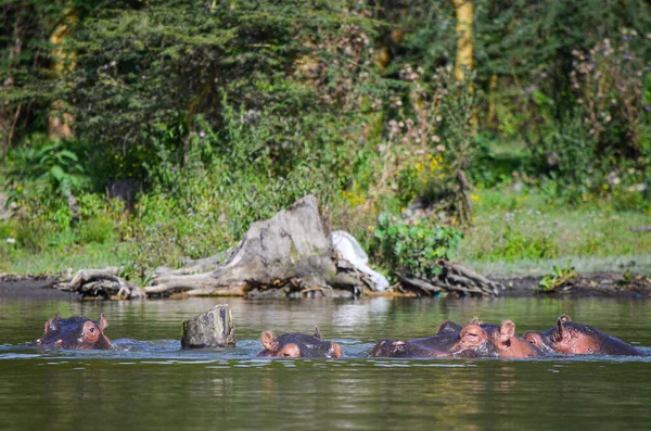 Hipopótamo Irritado Com Boca Aberta Naivasha Quênia África — Fotografia de Stock