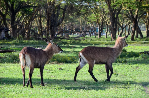 Waterbucks Savanne Het Naivasha Park Kenia Afrika — Stockfoto