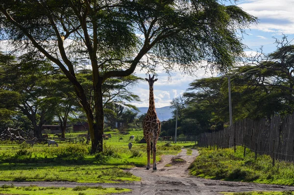 Girafa Estrada Parque Naivasha Quênia África — Fotografia de Stock