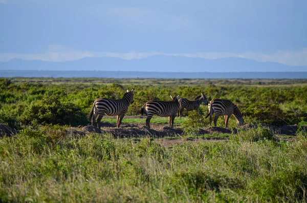 アフリカのケニアのアンボゼリ国立公園のサバンナのゼブラ — ストック写真