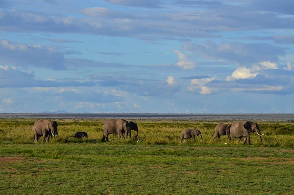 Flock Elefanter Savannen Amboseli National Park Kenya Afrika — Stockfoto