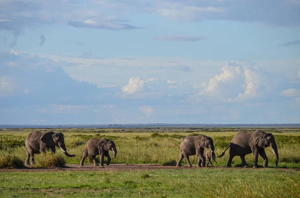 Uma Manada Elefantes Savana Parque Nacional Amboseli Quênia África — Fotografia de Stock