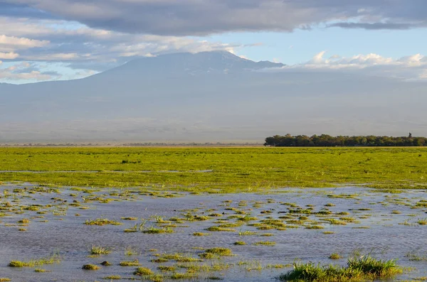 Lake Amboseli Marshes Kenya Africa — Stock Photo, Image