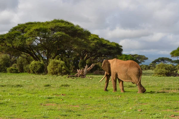 Elefante Ambulante Visto Por Trás Parque Nacional Amboseli Quênia África — Fotografia de Stock