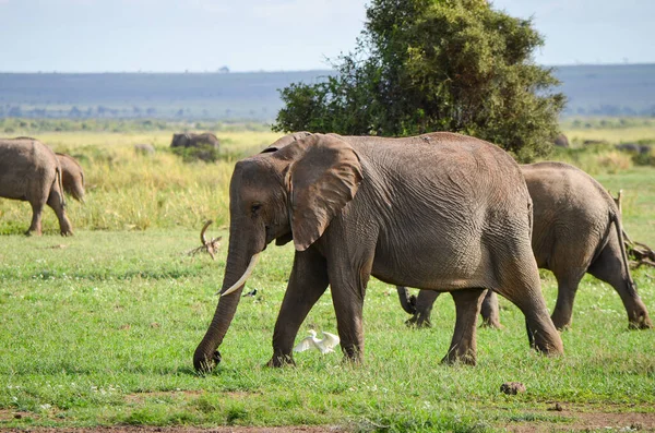 Uma Manada Elefantes Savana Parque Nacional Amboseli Quênia África — Fotografia de Stock