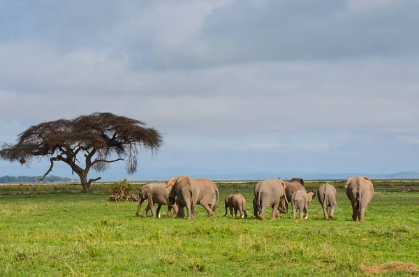 Uma Manada Elefantes Savana Parque Nacional Amboseli Quênia África — Fotografia de Stock