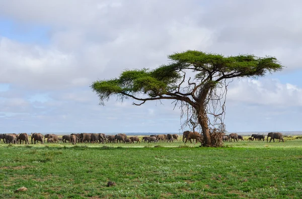 Стадо Слонів Савані Національний Парк Амбоселі Кенія Африка — стокове фото
