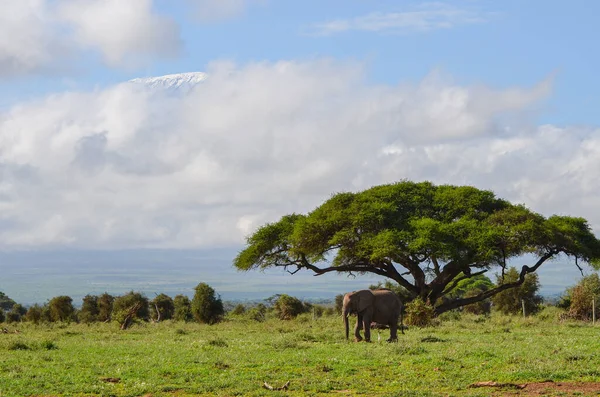 Utsikt Över Kilimanjaro Och Elefanten Amboseli National Park Kenya Afrika — Stockfoto