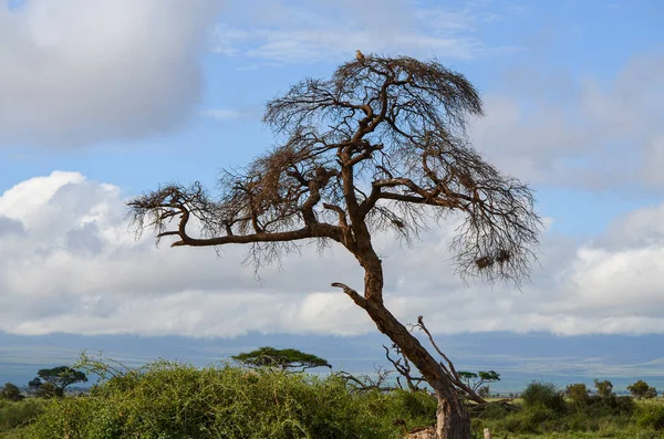 Fåglar Sittande Ett Träd Amboseli National Park Kenya Afrika — Stockfoto