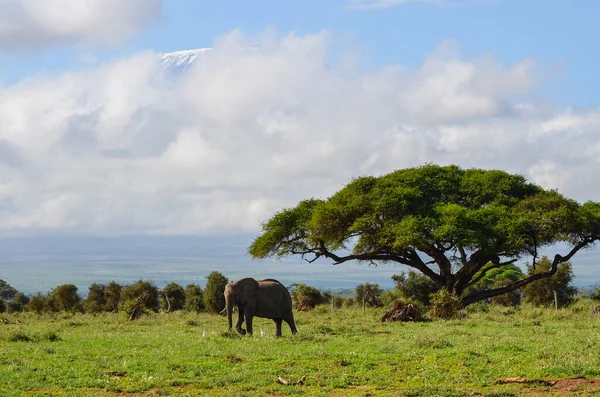 Вид Кіліманджаро Слона Amboseli National Park Кенія Африка — стокове фото