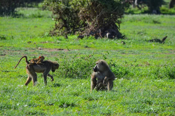 肯尼亚 Amboseli National Prak 一个在草地上的狒狒家庭 — 图库照片