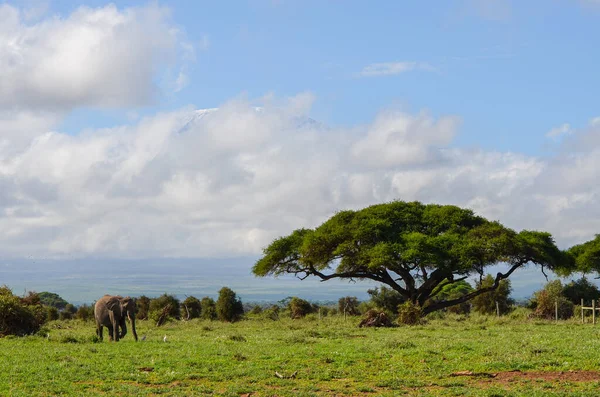 Utsikt Över Kilimanjaro Och Elefanten Amboseli National Park Kenya Afrika — Stockfoto