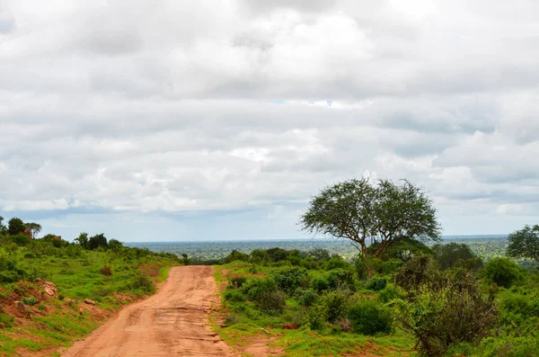 Röd Väg Savannen Tsavo East Kenya Afrika — Stockfoto