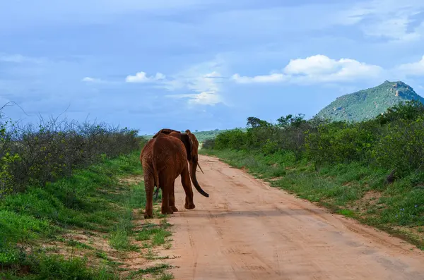 Slon Kráčí Červené Cestě Savaně Východě Tsavo Keňa Afrika — Stock fotografie