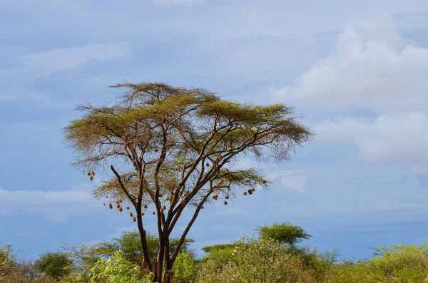 Гнездо Плоедов Дереве Саванне Восток Цаво Кения Африка — стоковое фото