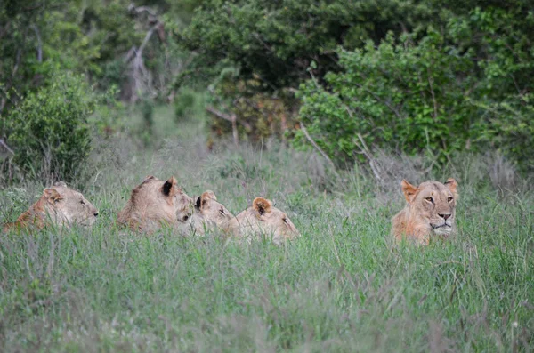 Die Löwenfamilie Liegt Gras Tsavo East Kenia Afrika — Stockfoto